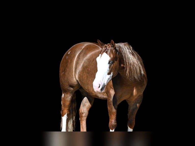 American Quarter Horse Wallach 6 Jahre Rotfuchs in Sumterville, FL