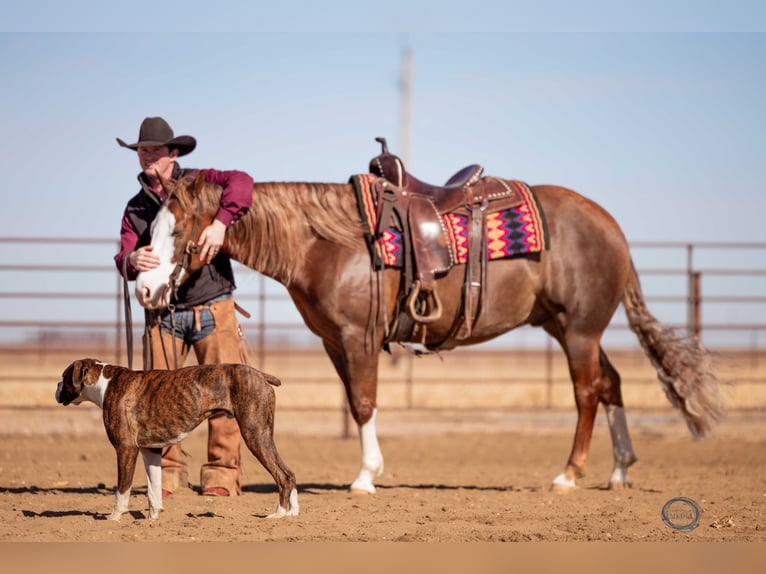American Quarter Horse Wallach 6 Jahre Rotfuchs in Sumterville, FL