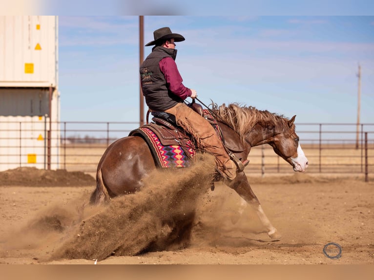 American Quarter Horse Wallach 6 Jahre Rotfuchs in Sumterville, FL