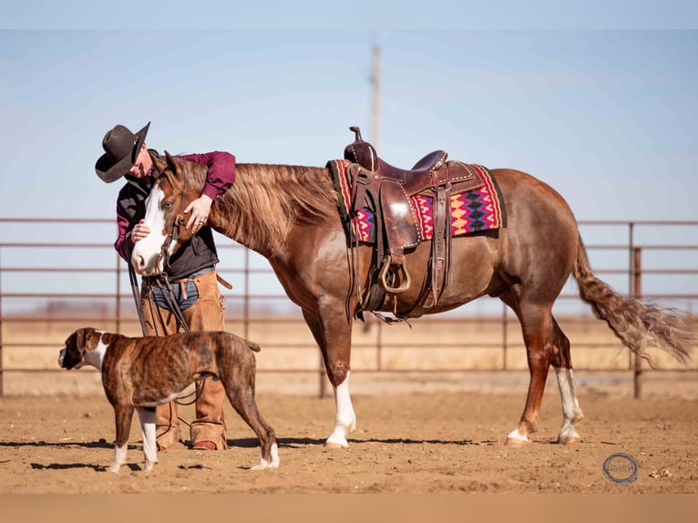 American Quarter Horse Wallach 6 Jahre Rotfuchs in Sumterville, FL