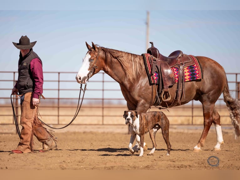 American Quarter Horse Wallach 6 Jahre Rotfuchs in Sumterville, FL
