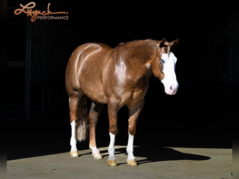 American Quarter Horse Wallach 6 Jahre Rotfuchs in Sumterville, FL