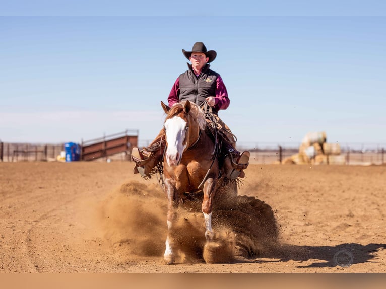 American Quarter Horse Wallach 6 Jahre Rotfuchs in Sumterville, FL