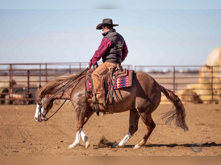 American Quarter Horse Wallach 6 Jahre Rotfuchs in Sumterville, FL
