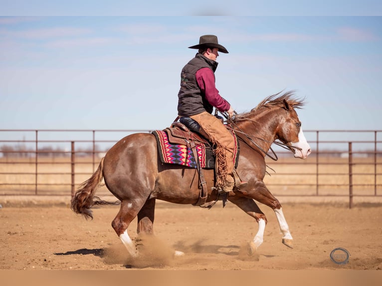 American Quarter Horse Wallach 6 Jahre Rotfuchs in Sumterville, FL