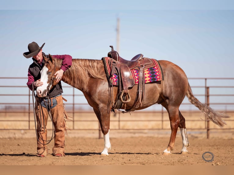 American Quarter Horse Wallach 6 Jahre Rotfuchs in Sumterville, FL