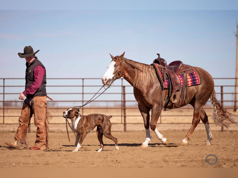 American Quarter Horse Wallach 6 Jahre Rotfuchs in Sumterville, FL