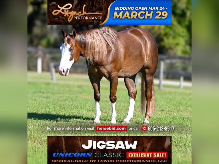American Quarter Horse Wallach 6 Jahre Rotfuchs in Sumterville, FL