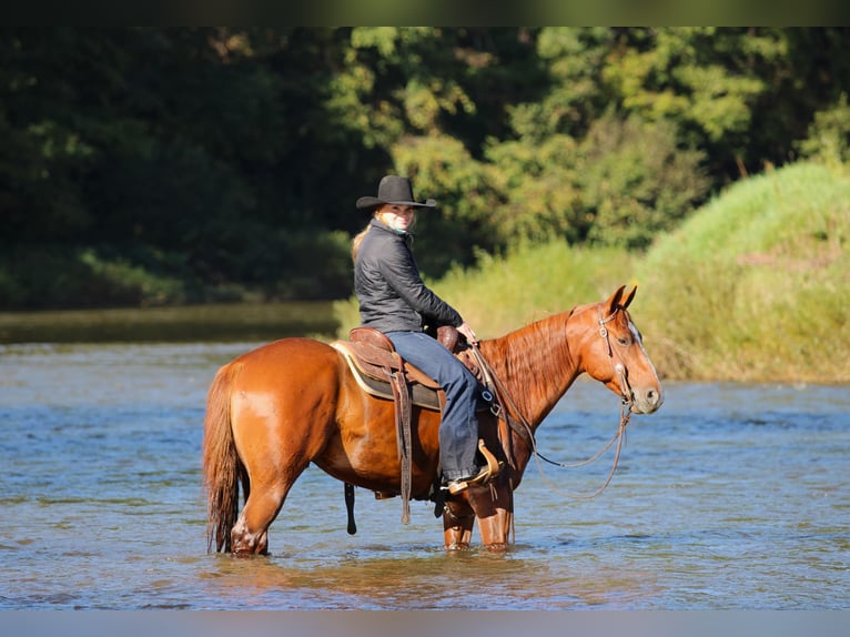 American Quarter Horse Wallach 6 Jahre Rotfuchs in Clarion