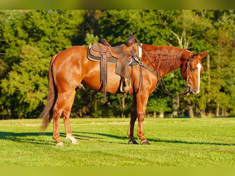 American Quarter Horse Wallach 6 Jahre Rotfuchs in Clarion
