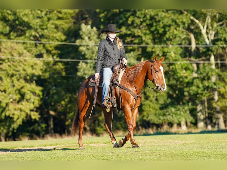 American Quarter Horse Wallach 6 Jahre Rotfuchs in Clarion