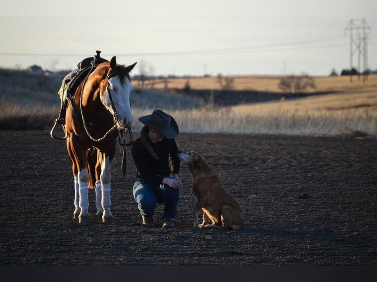 American Quarter Horse Mix Wallach 6 Jahre Schecke in Wray