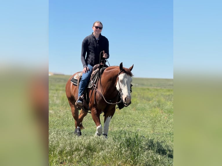American Quarter Horse Mix Wallach 6 Jahre Schecke in Wray
