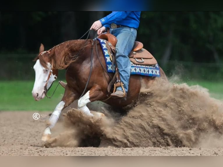American Quarter Horse Mix Wallach 6 Jahre Schecke in Wray
