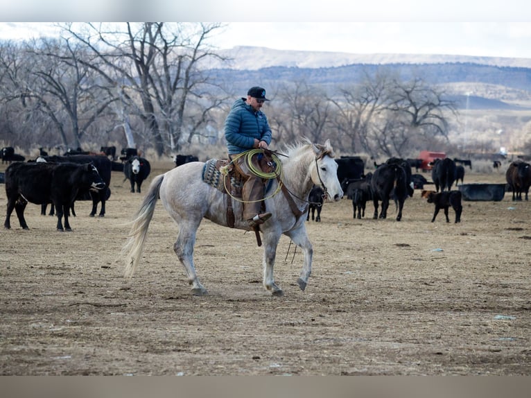 American Quarter Horse Wallach 6 Jahre Schimmel in Byars