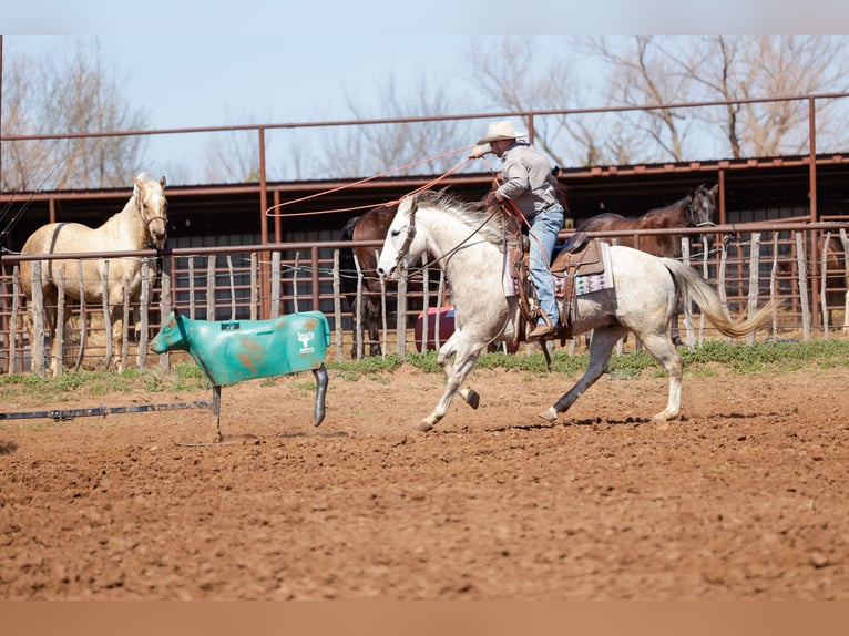 American Quarter Horse Wallach 6 Jahre Schimmel in Byars