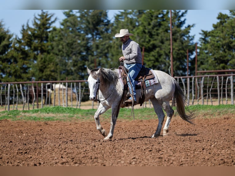 American Quarter Horse Wallach 6 Jahre Schimmel in Byars