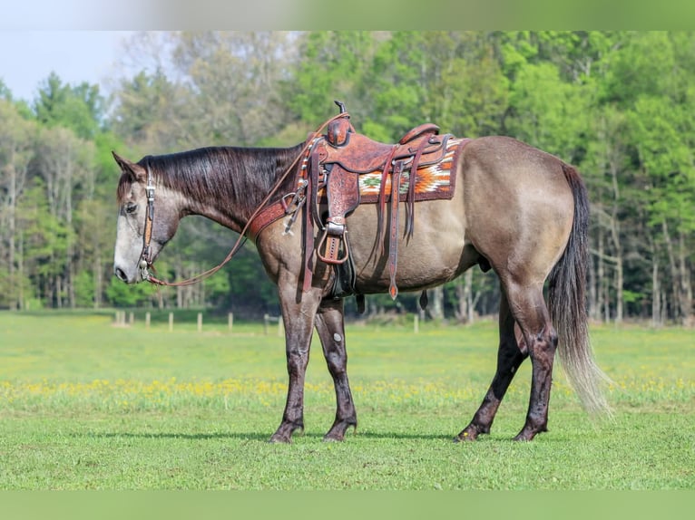 American Quarter Horse Wallach 6 Jahre Schimmel in Clarion