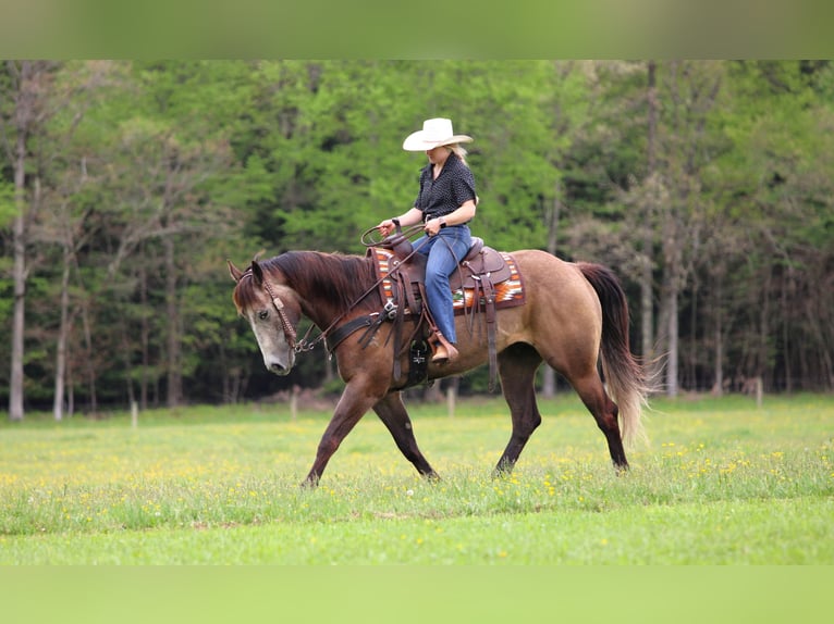 American Quarter Horse Wallach 6 Jahre Schimmel in Clarion