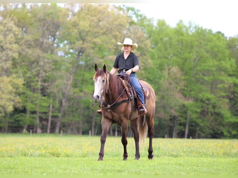 American Quarter Horse Wallach 6 Jahre Schimmel in Clarion