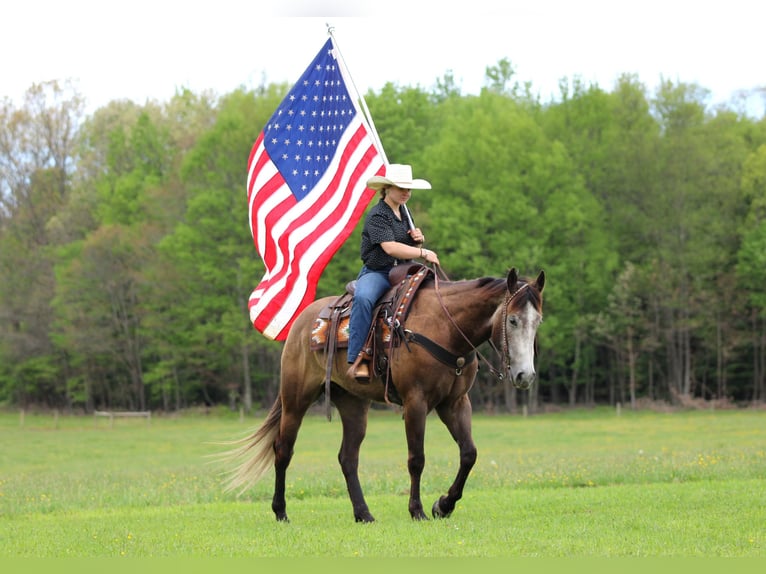 American Quarter Horse Wallach 6 Jahre Schimmel in Clarion
