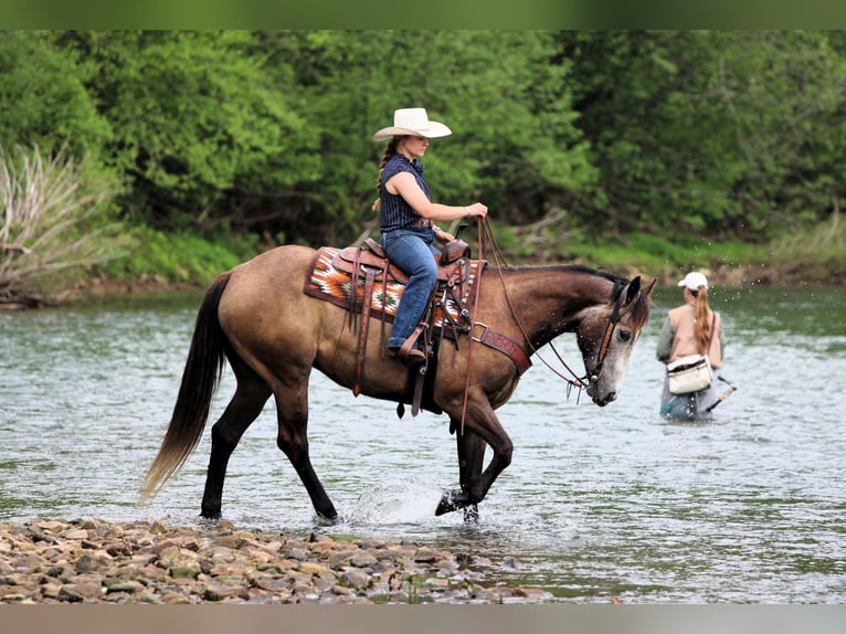 American Quarter Horse Wallach 6 Jahre Schimmel in Clarion