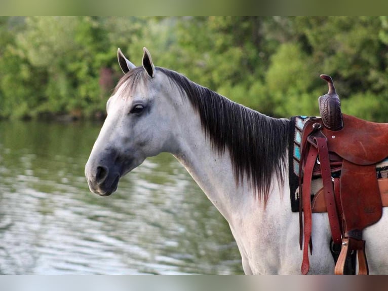 American Quarter Horse Wallach 6 Jahre Schimmel in Beaver Springs, PA