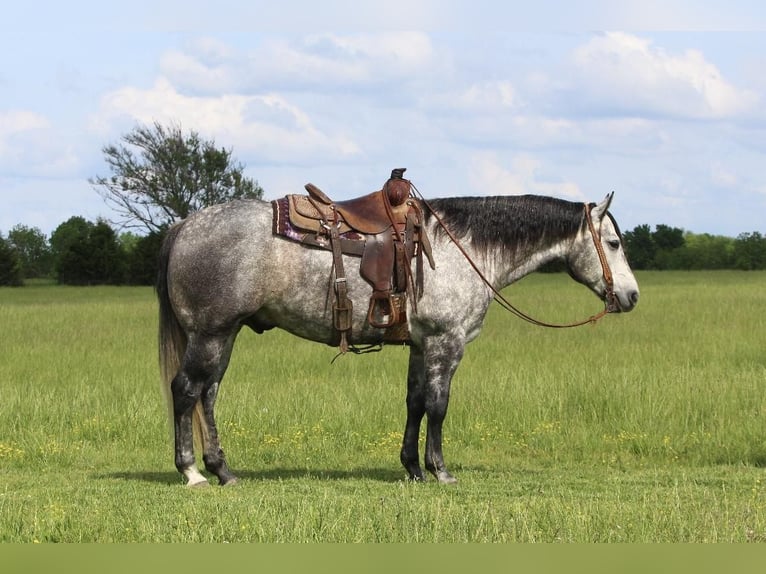 American Quarter Horse Wallach 6 Jahre Schimmel in Buffalo, MO