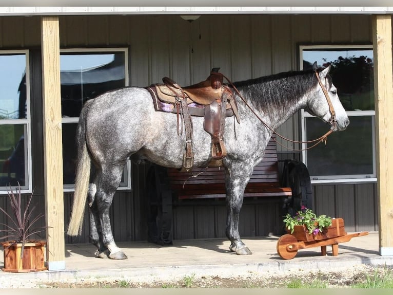 American Quarter Horse Wallach 6 Jahre Schimmel in Buffalo, MO
