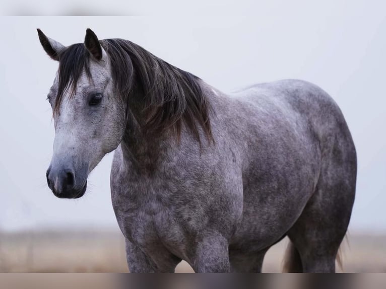 American Quarter Horse Wallach 6 Jahre Schimmel in Canyon, TX