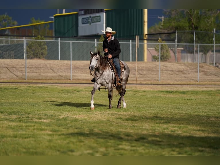 American Quarter Horse Wallach 6 Jahre Schimmel in Canyon, TX