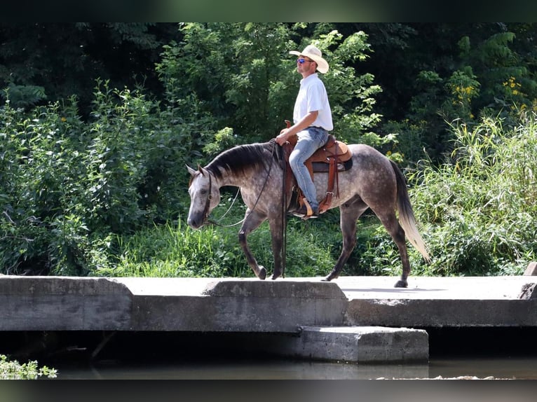 American Quarter Horse Wallach 6 Jahre Schimmel in Mt Vernon, MO