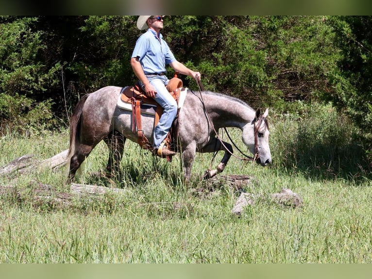 American Quarter Horse Wallach 6 Jahre Schimmel in Mt Vernon, MO
