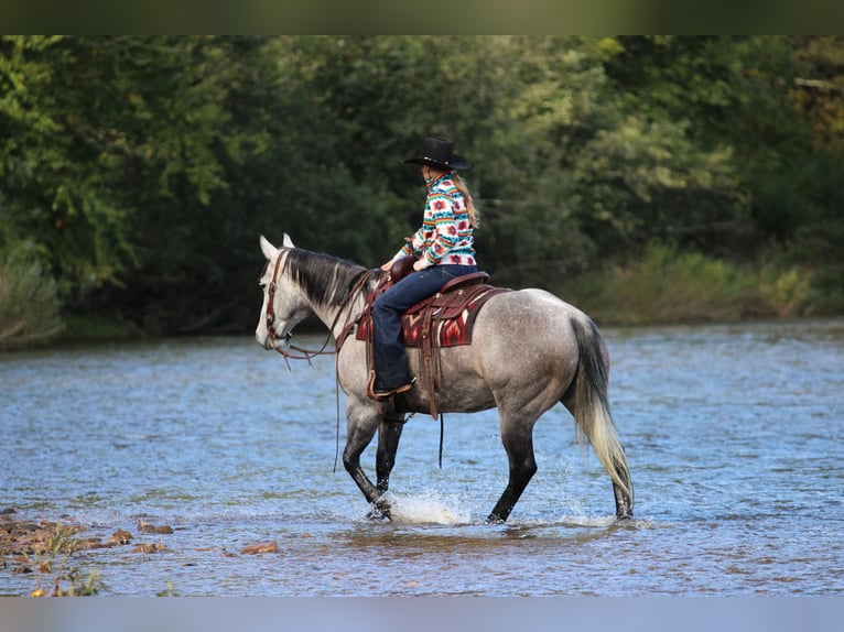 American Quarter Horse Wallach 6 Jahre Schimmel in Clarion