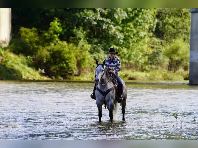 American Quarter Horse Wallach 6 Jahre Schimmel in Clarion