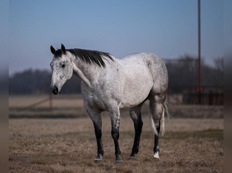 American Quarter Horse Wallach 6 Jahre Schimmel in Mount Vernon