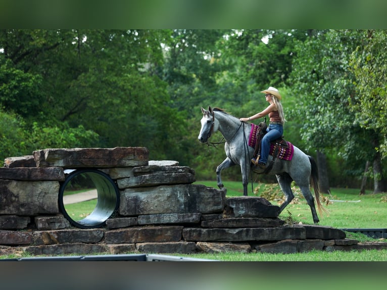 American Quarter Horse Wallach 6 Jahre Schimmel in Quitman