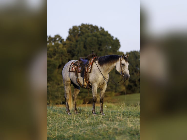 American Quarter Horse Wallach 6 Jahre Schimmel in Quitman