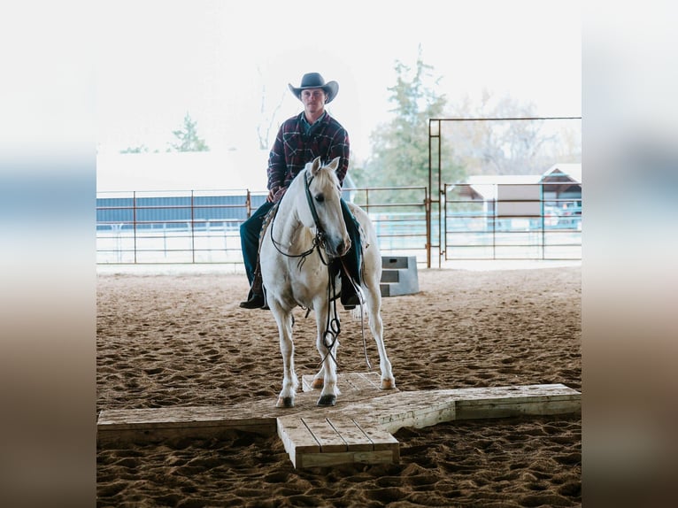 American Quarter Horse Wallach 6 Jahre Schimmel in Cole Camp MO