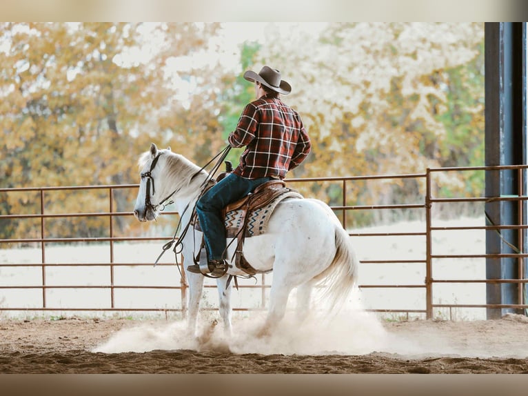 American Quarter Horse Wallach 6 Jahre Schimmel in Cole Camp MO
