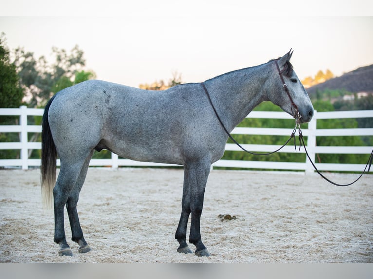 American Quarter Horse Wallach 6 Jahre Schimmel in Murrieta, CA