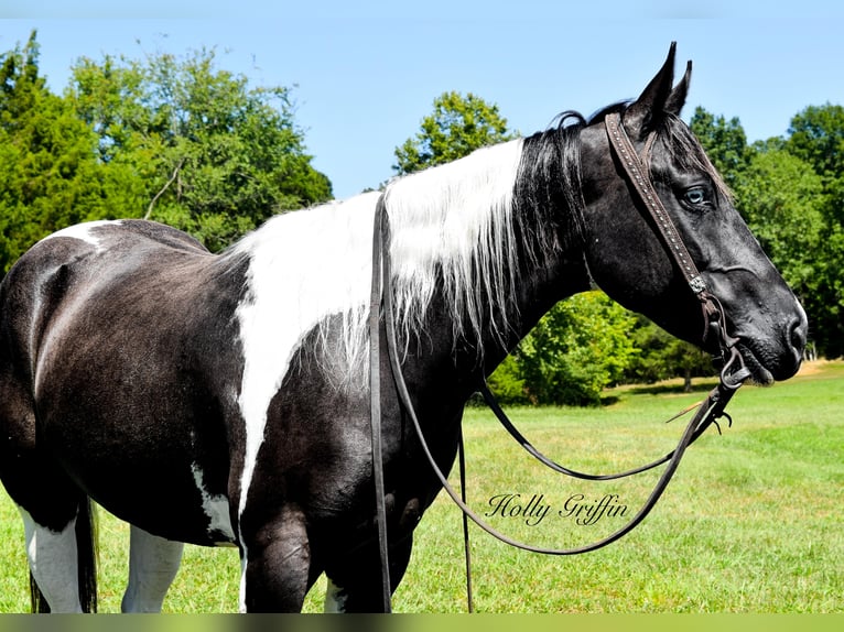 American Quarter Horse Wallach 6 Jahre Tobiano-alle-Farben in Greenville KY