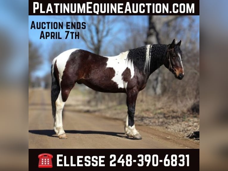 American Quarter Horse Wallach 6 Jahre Tobiano-alle-Farben in Howell, MI