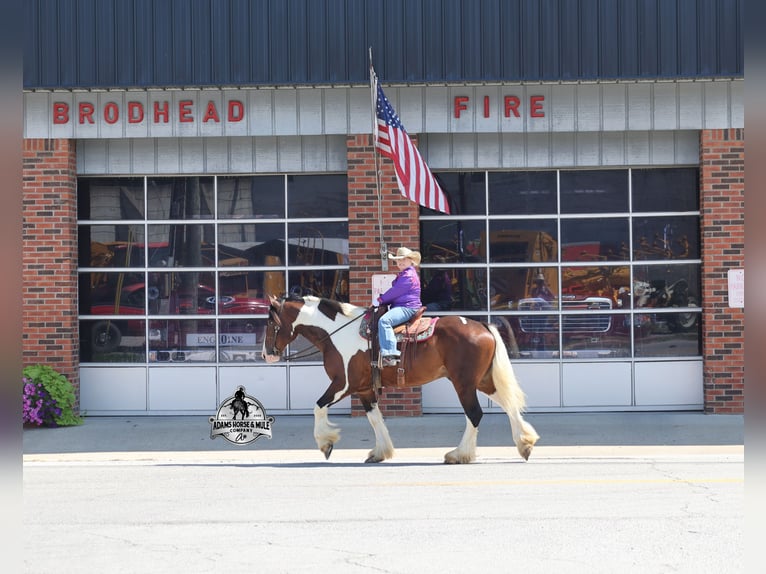 American Quarter Horse Wallach 6 Jahre Tobiano-alle-Farben in Mount Vernon