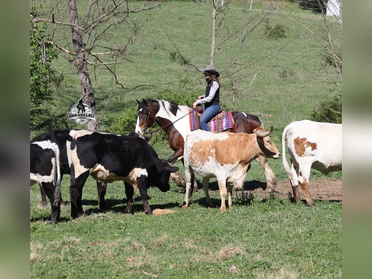 American Quarter Horse Wallach 6 Jahre Tobiano-alle-Farben in Mount Vernon