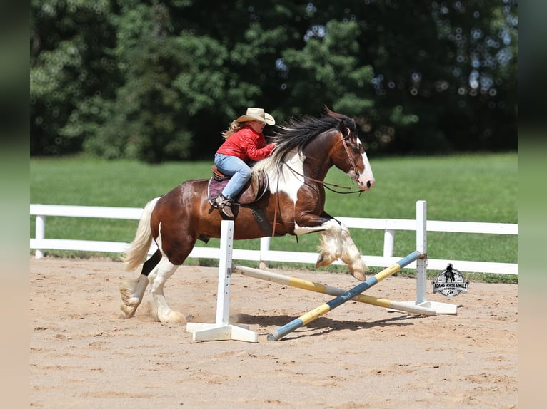 American Quarter Horse Wallach 6 Jahre Tobiano-alle-Farben in Mount Vernon