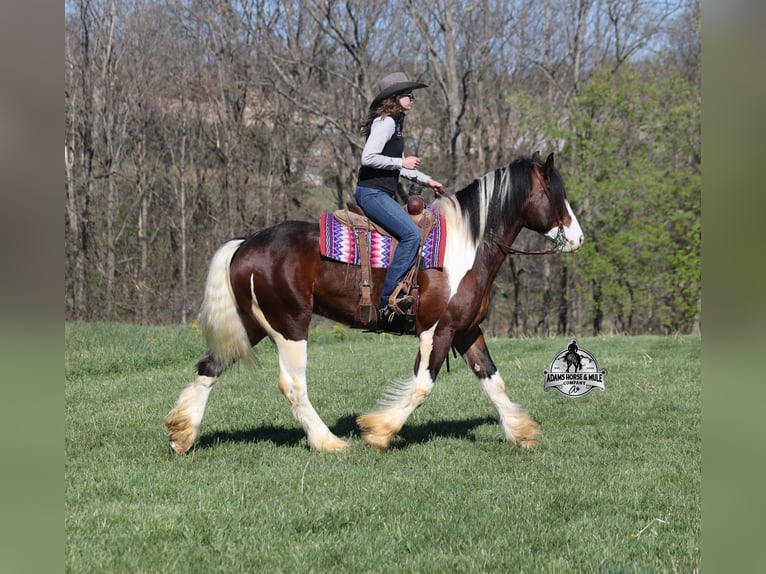 American Quarter Horse Wallach 6 Jahre Tobiano-alle-Farben in Mount Vernon