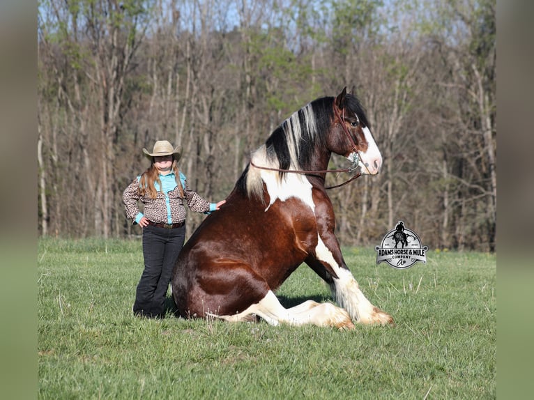 American Quarter Horse Wallach 6 Jahre Tobiano-alle-Farben in Mount Vernon