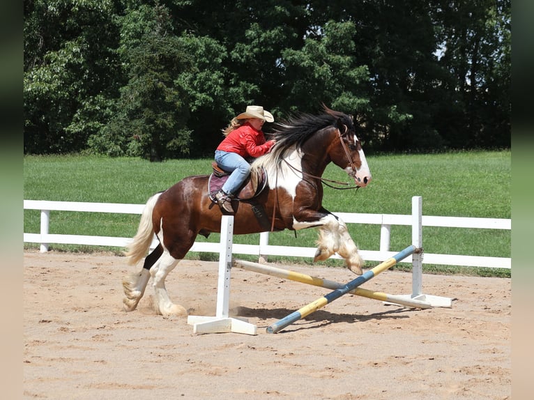 American Quarter Horse Wallach 6 Jahre Tobiano-alle-Farben in Mount Vernon