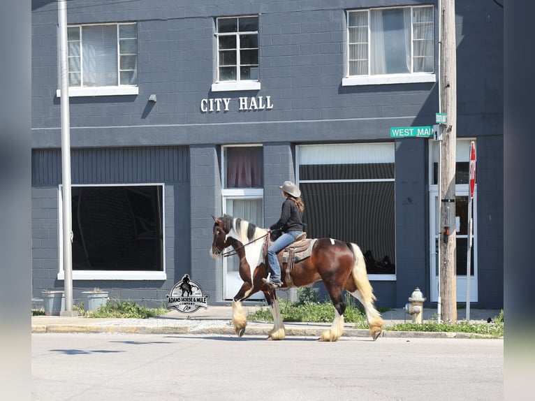 American Quarter Horse Wallach 6 Jahre Tobiano-alle-Farben in Mount Vernon